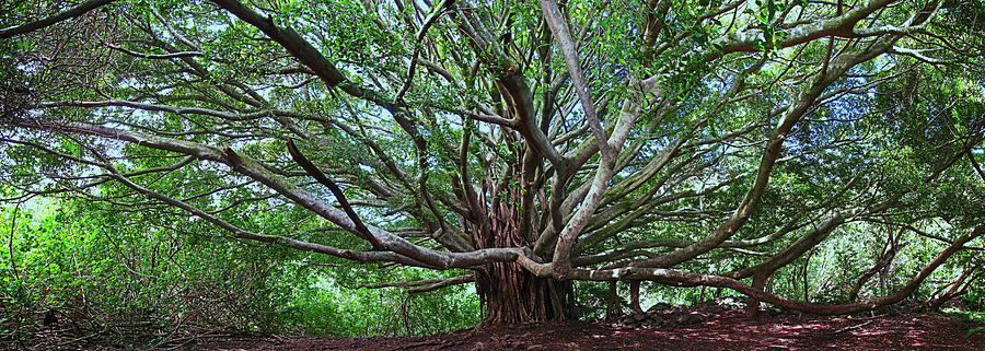 Banyan Tree Photograph by James Roemmling