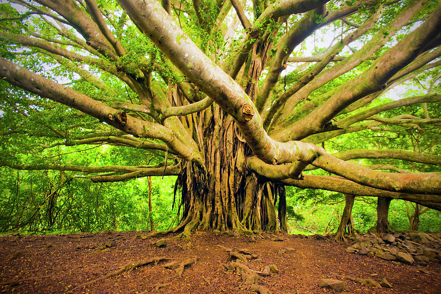 Banyan Tree Photograph by Jessica Mulholland - Fine Art America