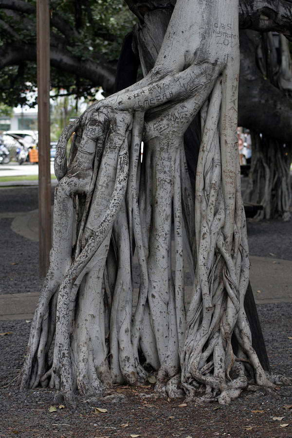 Banyan Tree, Maui Photograph by Kenneth Campbell