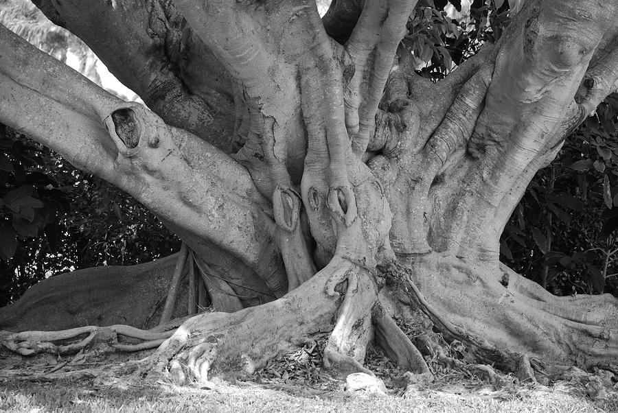 Banyan Tree Photograph by Rob Hans