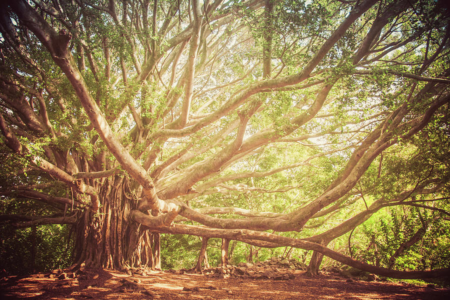 Nature Photograph - Banyan Tree by Shelley Evans