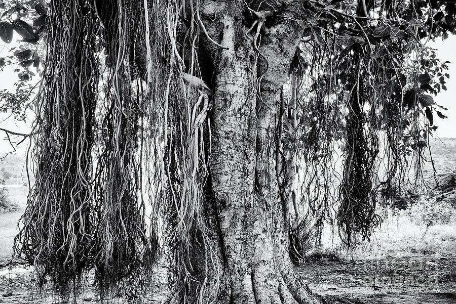 Banyan Tree Photograph by Tim Gainey