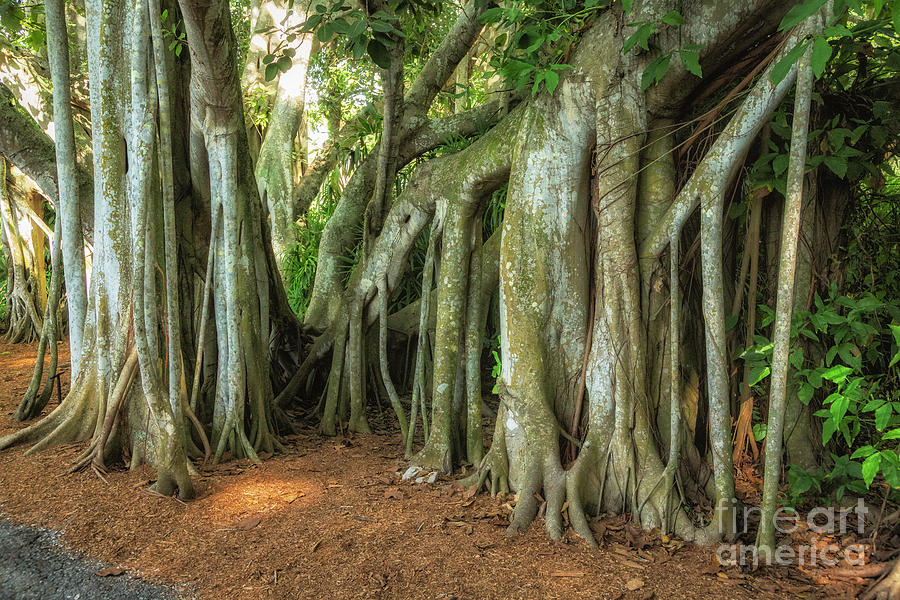 Banyan Trees Photograph by Timothy Hacker