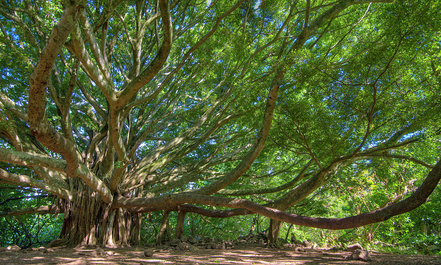 Banyon of Life Photograph by John Coffey - Fine Art America