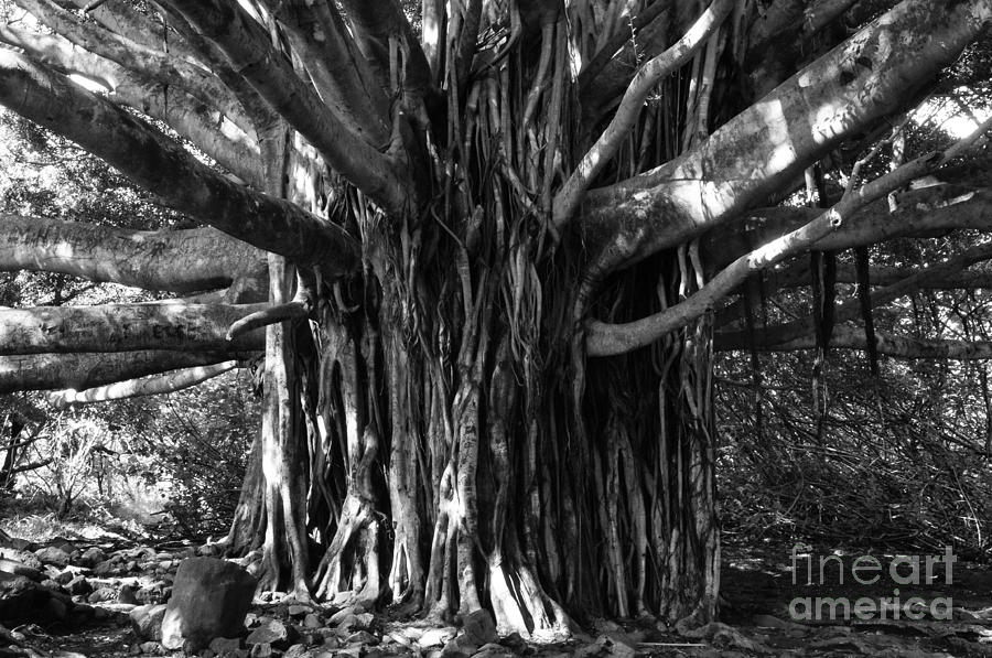 Banyon Tree Maui Hawaii Photograph by Bob Christopher