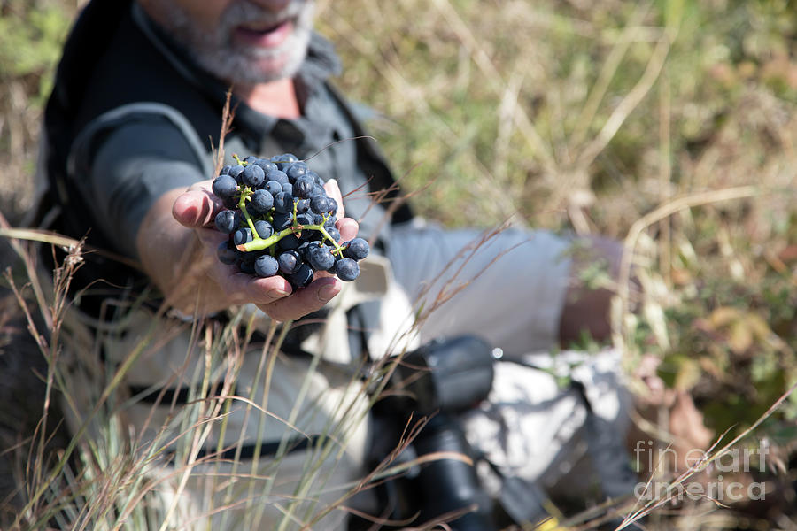 Banyulas Grapes France  Photograph by Chuck Kuhn