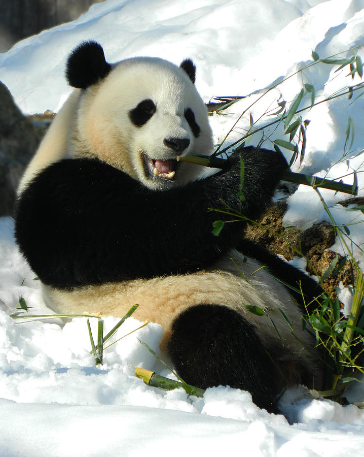 Bao Bao Sittin In The Snow Taking A Bite Out Of Bamboo2 Photograph by Emmy Vickers