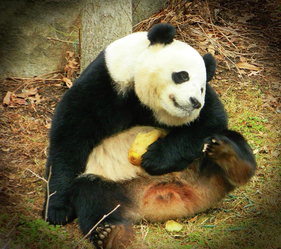 Bao Bao The Giant Panda Scratching II Photograph by Emmy Vickers