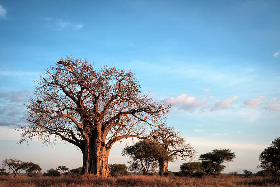 Baobab Evening Photograph