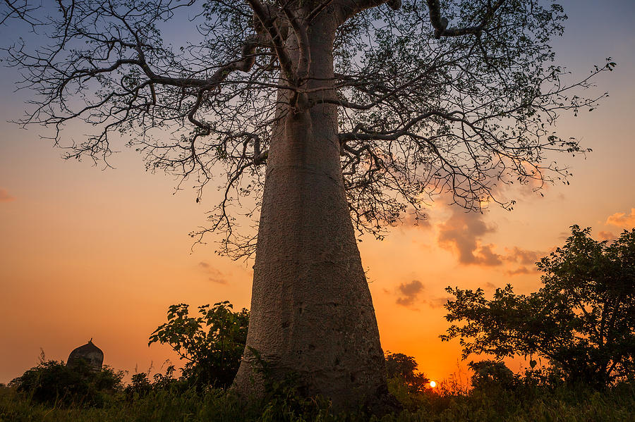 Sunset Photograph - Baobab by Marji Lang