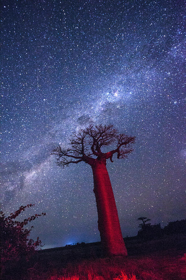 Baobab Photograph - Baobab Milky Way by Matt Cohen Baobab Photograph - Baobab Milky Way by Matt Cohen