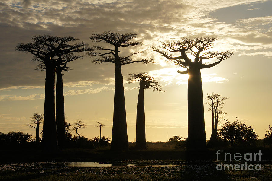 Baobab parkway Madagascar 4 Photograph by Rudi Prott