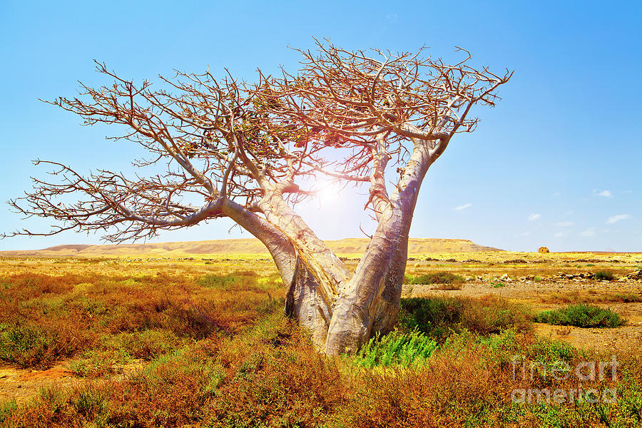 Tree Photograph - Baobab by Sabino Parente