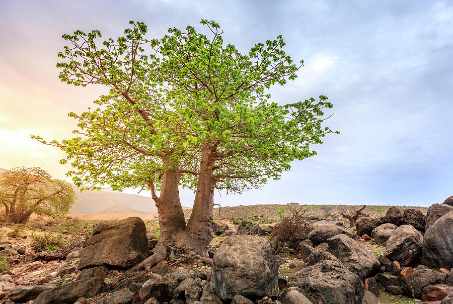 Baobab tree Photograph by Alexey Stiop