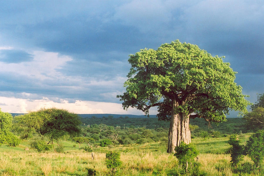 Baobab Tree Photograph by Andrea Simon