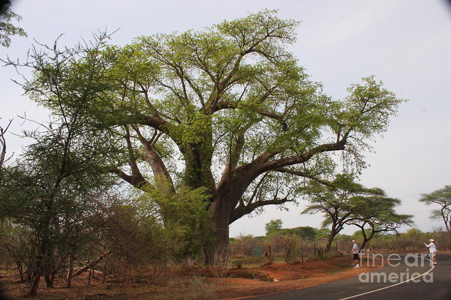 Baobab Tree Photograph by Bev Conover