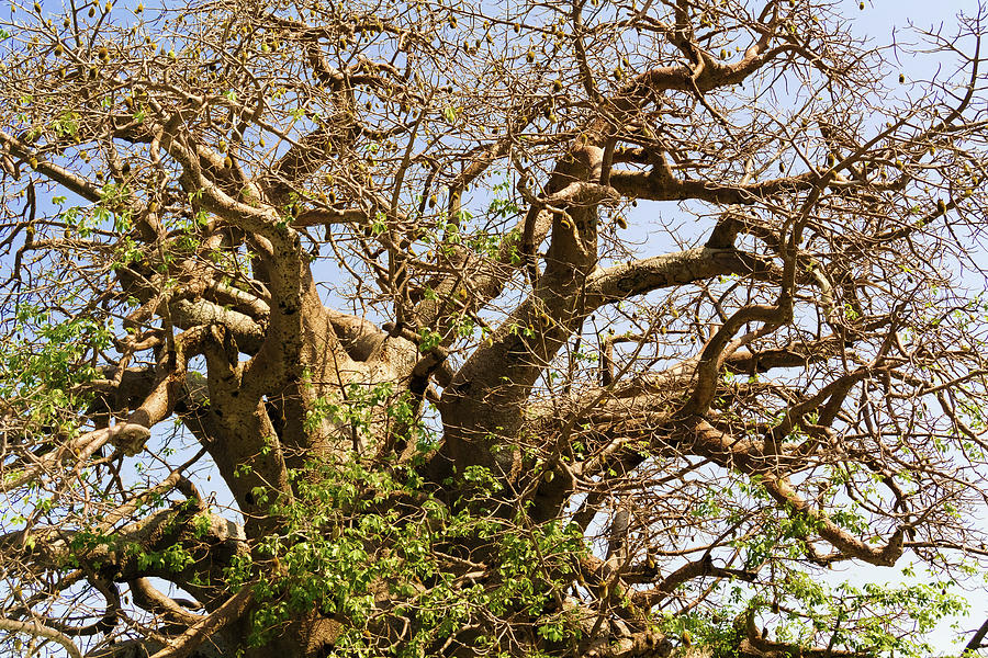 Baobab tree in Botswana. Photograph by Marek Poplawski