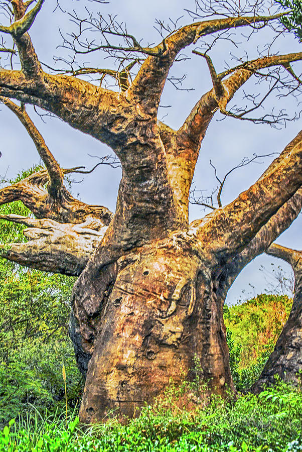 Baobab Tree Photograph by Pamela Williams