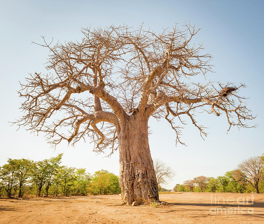 Baobab Tree Photograph