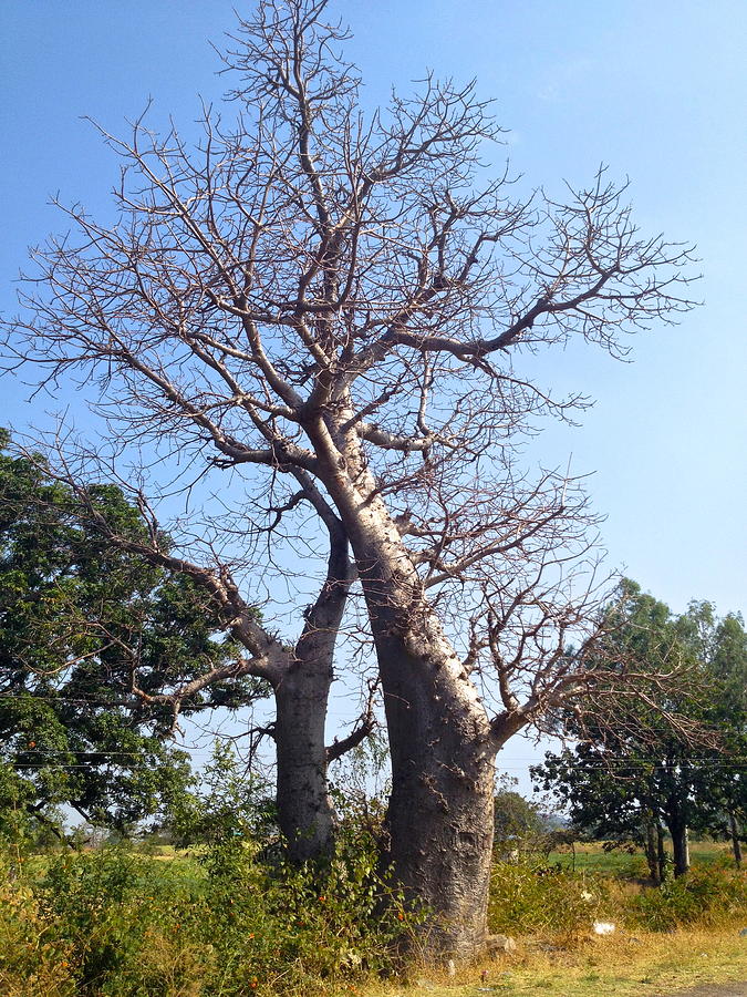 Baobab trees in the middle of India Photograph by Anna Novikova