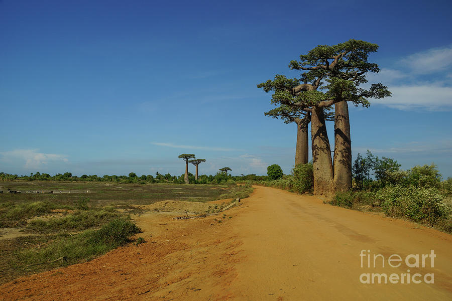 Baobab Twin Photograph by Brian Kamprath