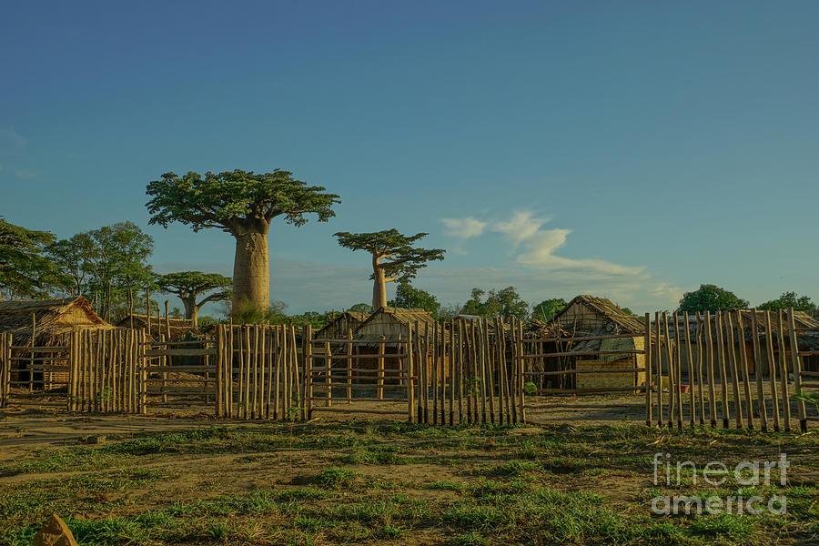 Baobab Village Photograph by Brian Kamprath