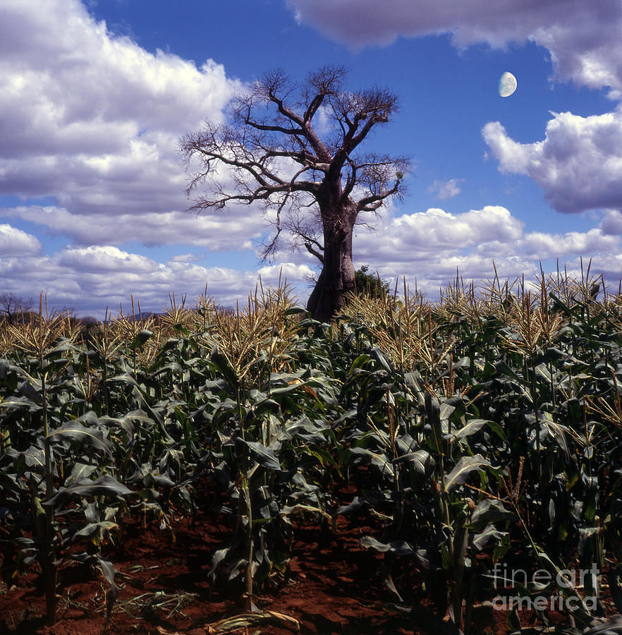Baobaba Tree Photograph