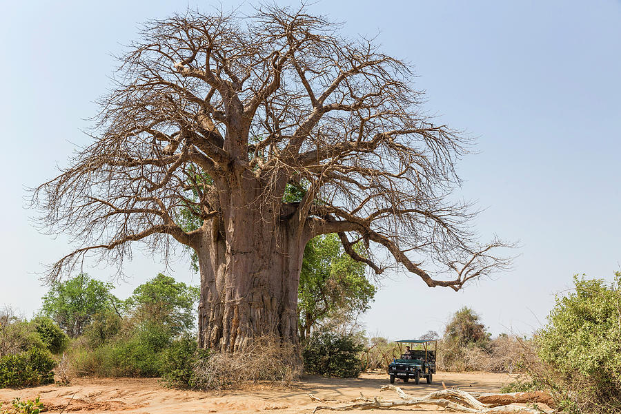 Baobad Tree Photograph by Fran Gallogly