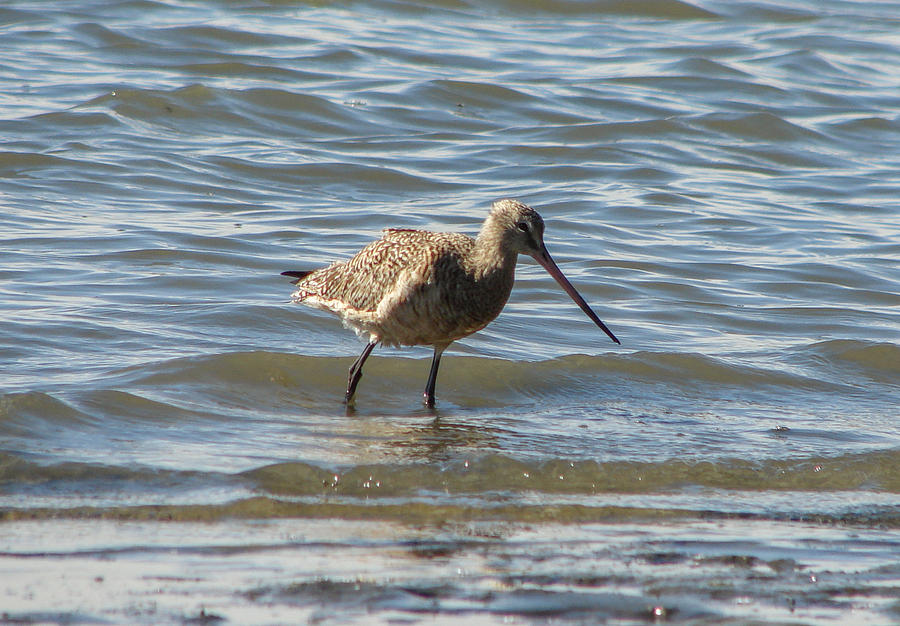 Bar-tailed Godwit Photograph by Carl Moore