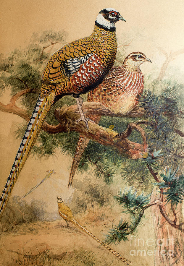 Bar-tailed Pheasant Painting by Joseph Wolf