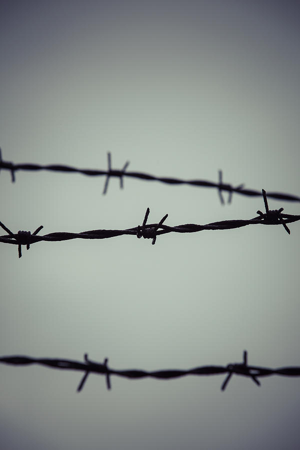 Barb wire Photograph by Maria Heyens