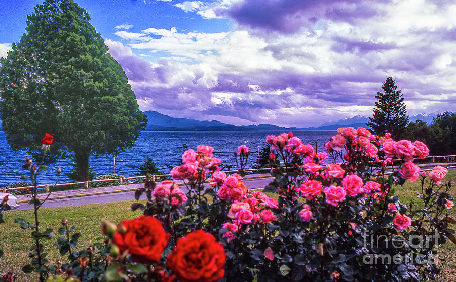 Bara Loche Flowers Photograph by Rick Bragan