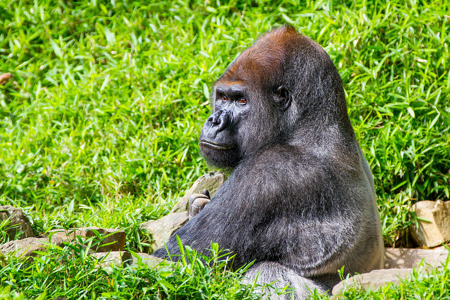 Baraka - Western Lowalnd Silverback Gorilla Photograph by SR Green