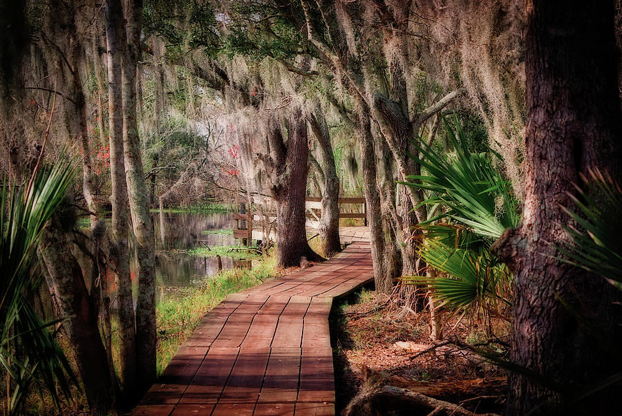 Nature Photograph - Barataria Swamp Boardwalk by Ray Devlin