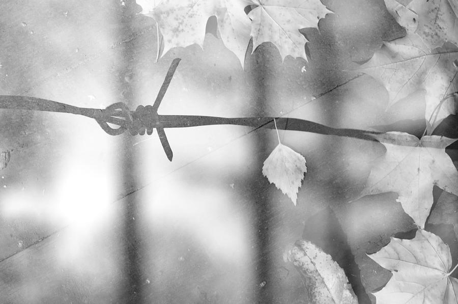 Forbidden Autumn in Mono Photograph by John Williams