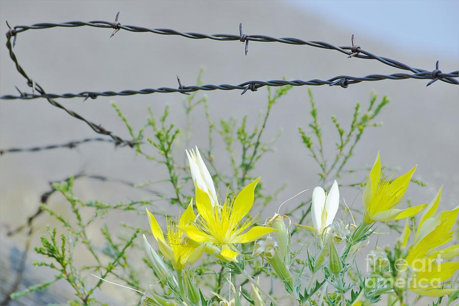 Barb Wire Beauty Photograph by Merle Grenz