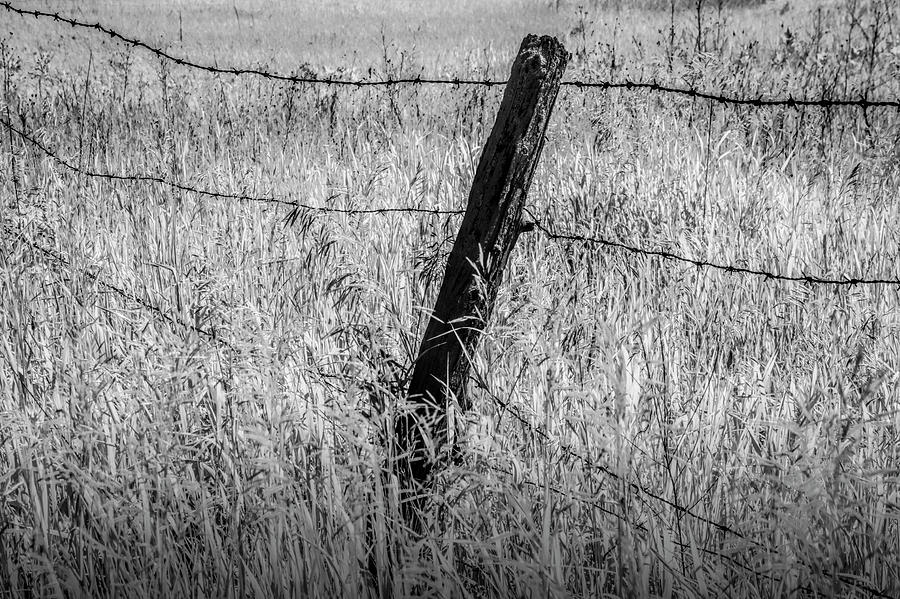 Barb Wire Fence in Infrared Blackand White Photograph by Randall Nyhof