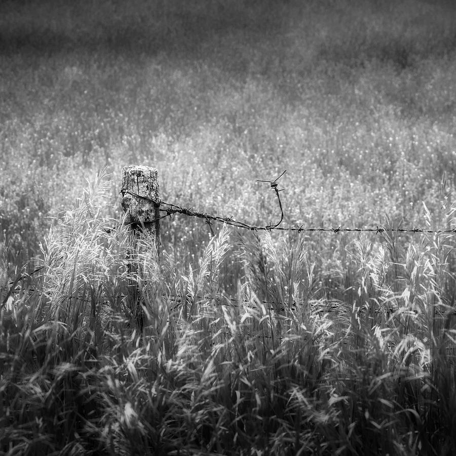 Barb Wire Fence Square Photograph by Bill Wakeley