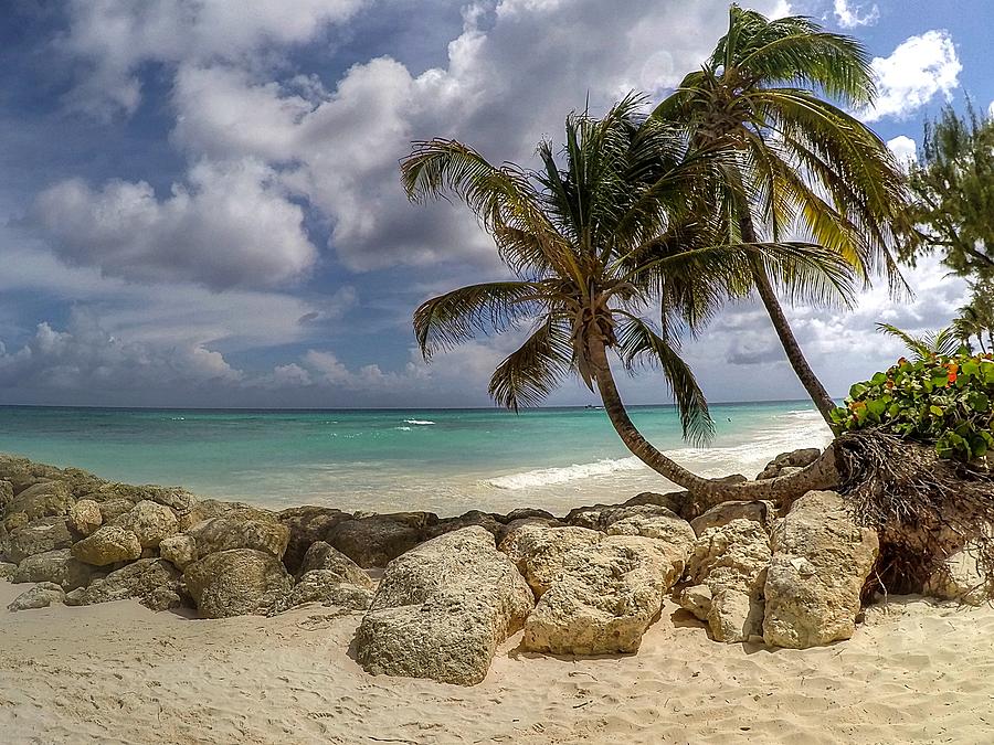 Barbados Palms Photograph by Joe Myers - Fine Art America