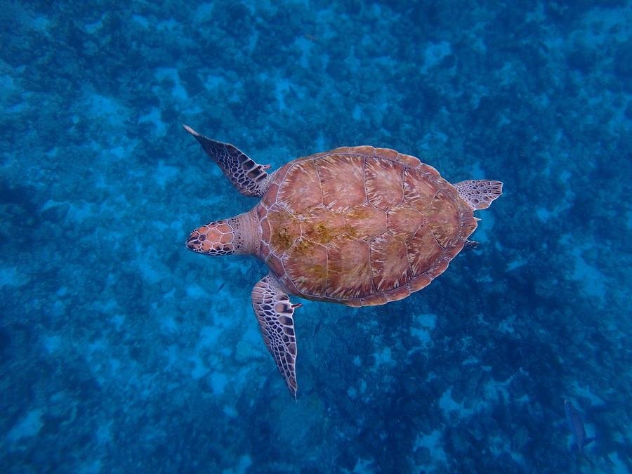 Turtle Photograph - Barbados Sea Turtle by Kimberly Perry