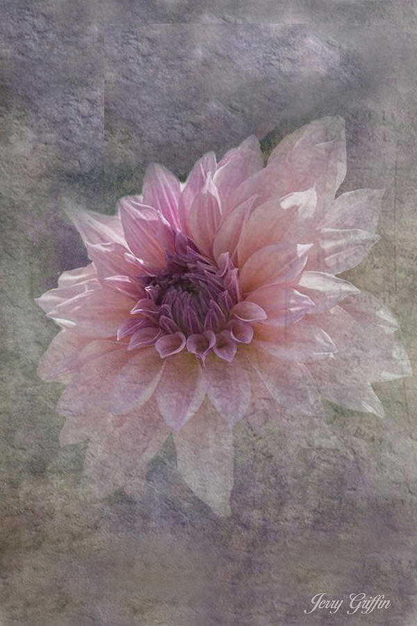 Barbaras Dahlia Photograph by Jerry Griffin