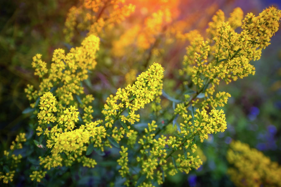Barbarea Vulgaris - Yellow Rocket  Garden Flower Photograph by Jennifer Rondinelli Reilly - Fine Art Photography