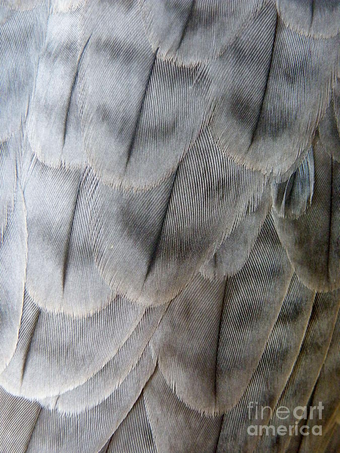 Falcon Photograph - Barbary Falcon Feathers by Lainie Wrightson