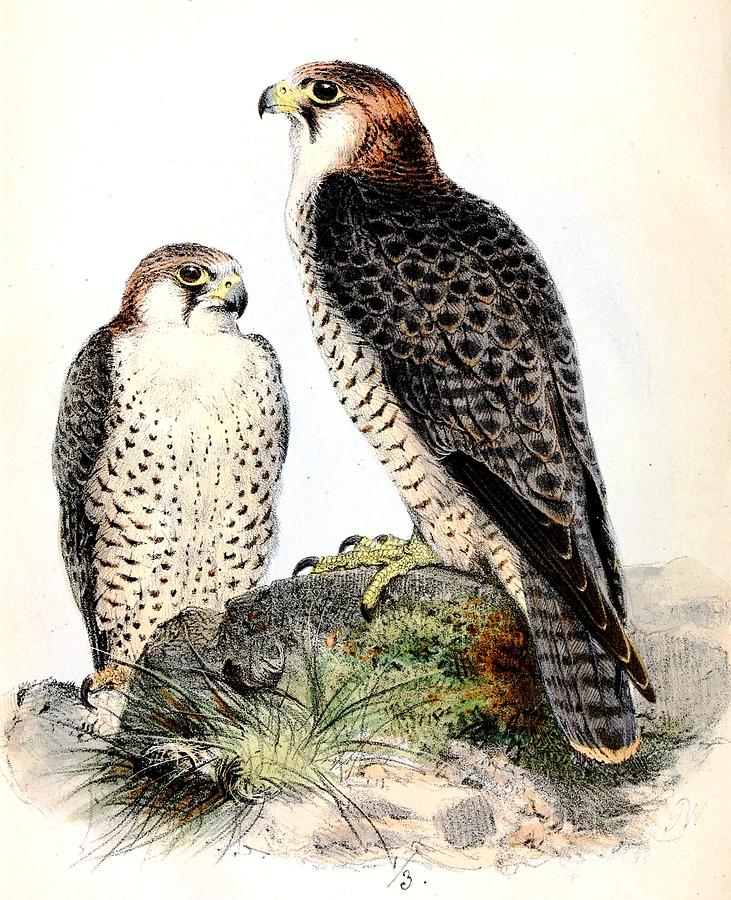 Barbary Falcon Painting by Thea Recuerdo