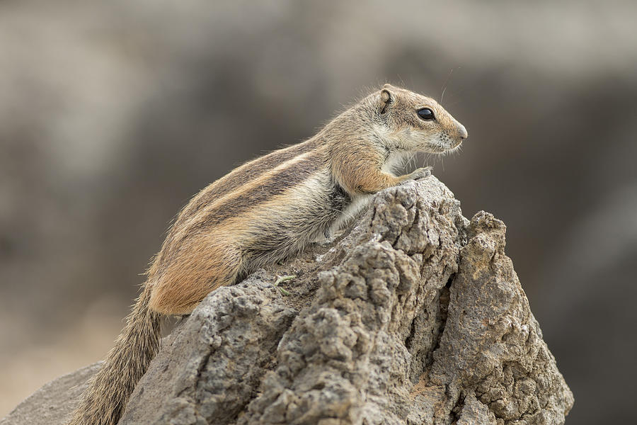 Barbary ground squirrel  Photograph by Chris Smith