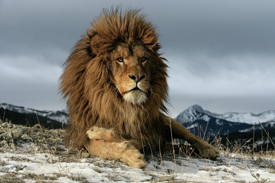Barbary Lion Photograph - Barbary lion, Panthera leo leo by Mike Lane.