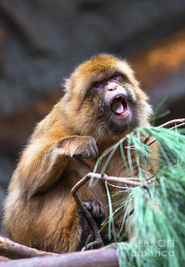 Barbary Macaque monkey Photograph by Andrew Michael