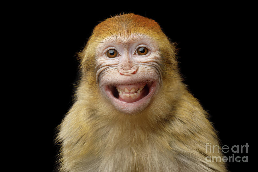 Cheese Photograph - Barbary macaque smiling by Sergey Taran