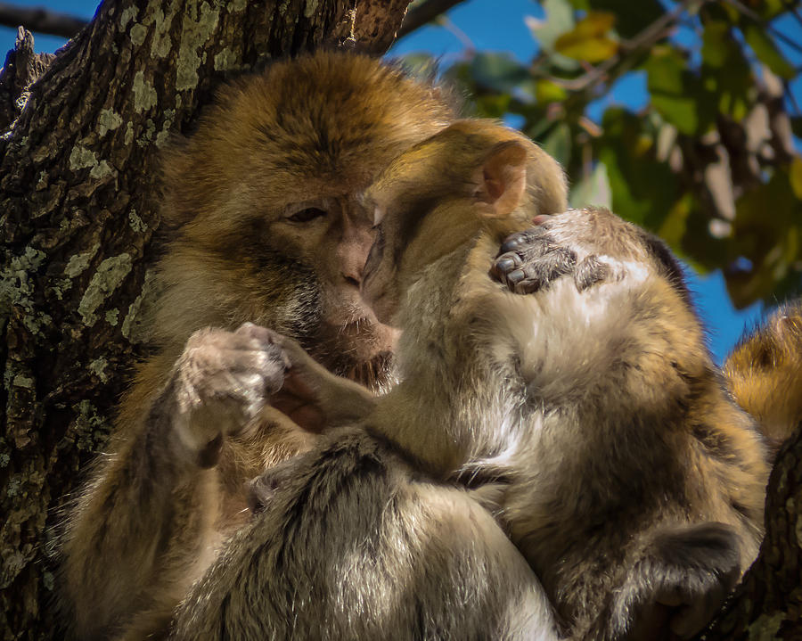 Barbary Macaque with her baby Photograph by Claudio Maioli