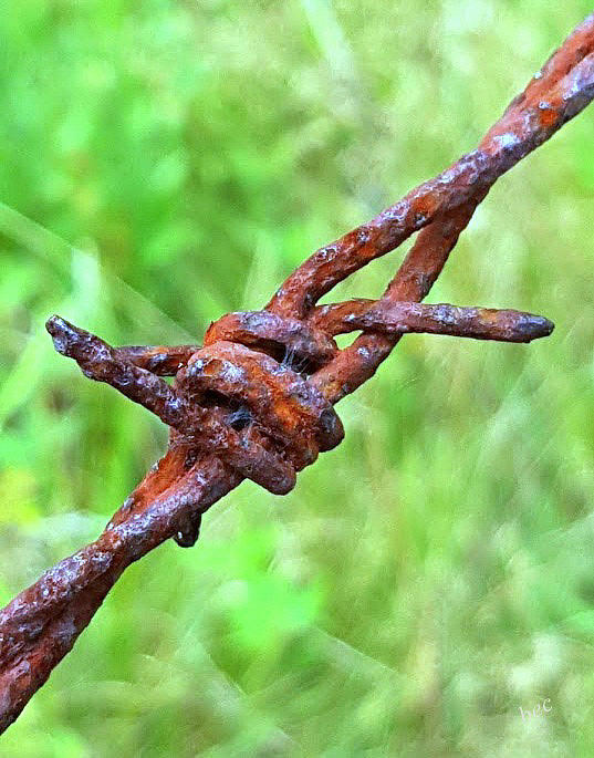 Barbed Photograph by Bruce Carpenter